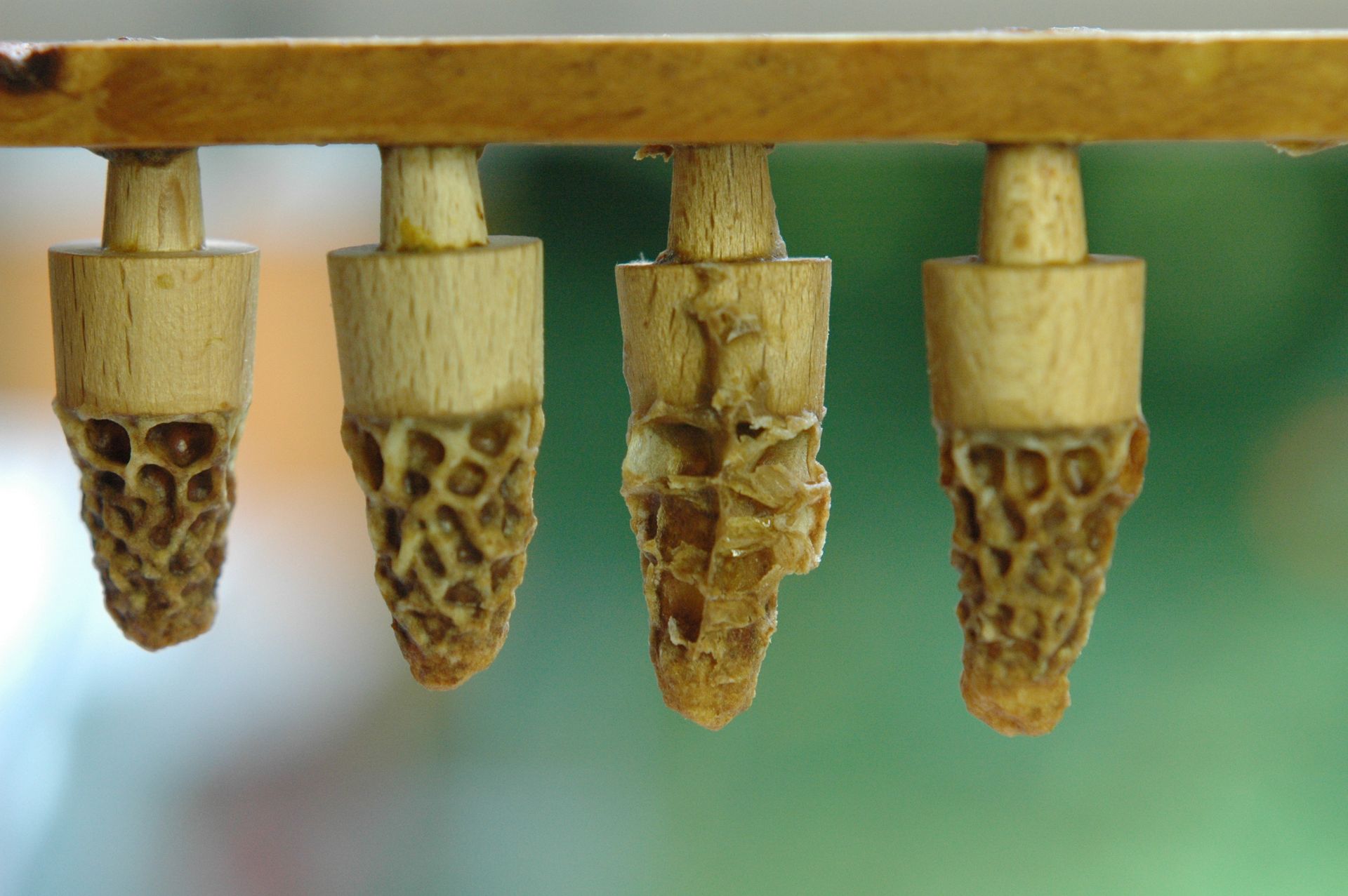 Bienenkönigin Bienenstock 