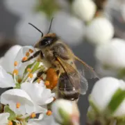 Biene weiße Blume Bestäubung