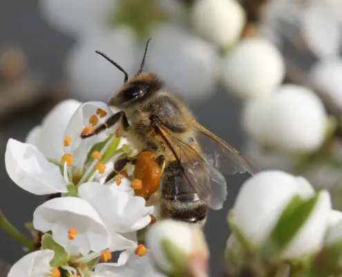 Biene weiße Blume Bestäuben Blumenwiese Arbeiterbiene